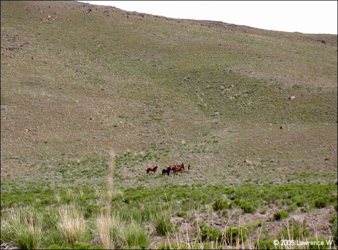 814 shelr bpk 13062005 wild horses in valley 6.jpg